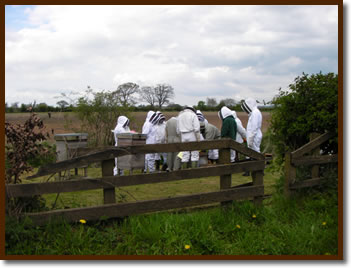 Apiary Hives ~ Walby