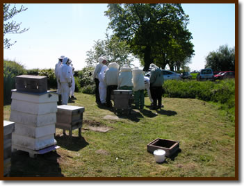 Apiary Hives ~ Walby