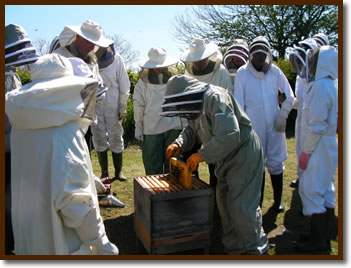 Apiary Hives ~ Walby