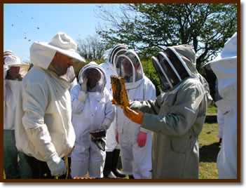 Apiary Hives ~ Walby