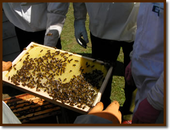 Apiary Hives ~ Walby