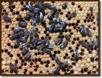 Apiary Hives ~ Walby