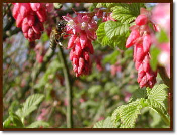 Honey Bee on Flowering Currant ~ Walter McPhee