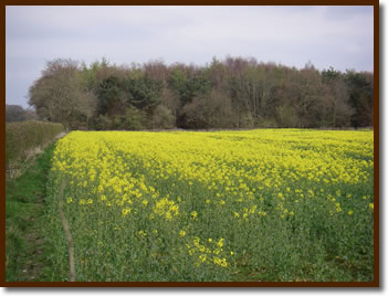 Oil Seed Rape ~ Walter McPhee